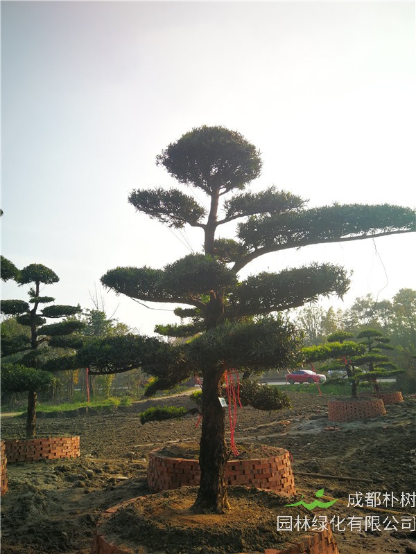 罗汉松园林绿化的用途是什么？